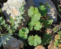 Geranium rotundifolium
