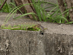 Iguana iguana