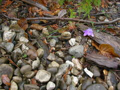 Campanula rotundifolia
