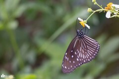 Euploea mulciber barsine