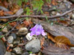 Campanula rotundifolia