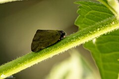 Ricania sublimata