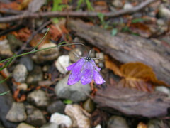 Campanula rotundifolia