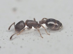 Temnothorax schaumii