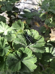 Sphaenothecus trilineatus