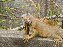Iguana iguana