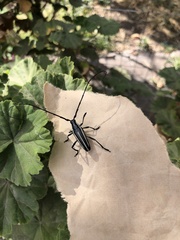 Sphaenothecus trilineatus