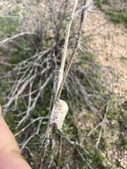 Litaneutria ocularis