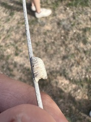 Litaneutria ocularis