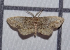 Hypagyrtis piniata