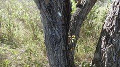 Prosopis nigra