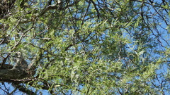 Prosopis nigra