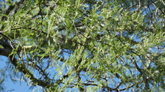 Prosopis nigra