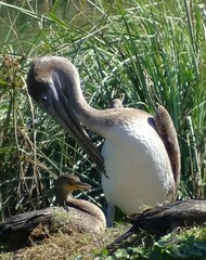Pelecanus occidentalis