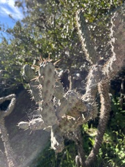 Cylindropuntia prolifera