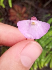 Utricularia uniflora