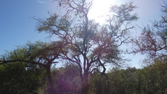 Prosopis nigra