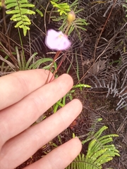 Utricularia uniflora