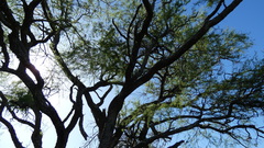 Prosopis nigra