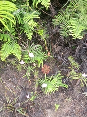 Utricularia uniflora