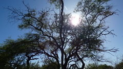 Prosopis nigra