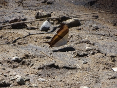 Marpesia zerynthia