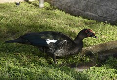 Cairina moschata domestica