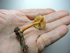 Gymnopilus bellulus