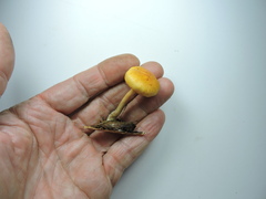 Gymnopilus bellulus