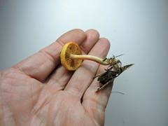 Gymnopilus bellulus