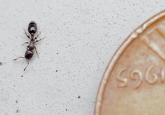 Temnothorax schaumii