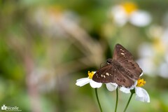 Seseria formosana