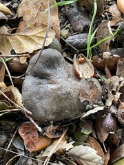 Entoloma ferruginans