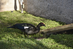 Cairina moschata domestica