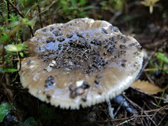 Amanita nothofagi