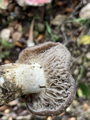 Entoloma ferruginans