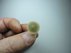 Mycena epipterygia