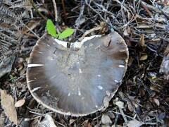 Amanita nothofagi