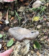 Entoloma ferruginans