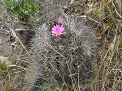 Eriosyce nigrihorrida