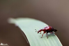 Attelabidae