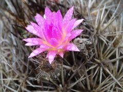 Eriosyce nigrihorrida