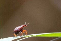 Attelabidae