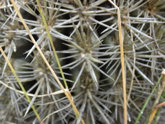 Eriosyce nigrihorrida