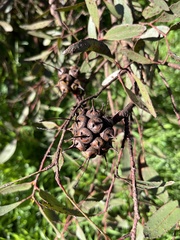 Eucalyptus conferruminata