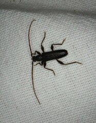 Callidiopis scutellaris