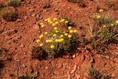 Helichrysum setosum