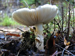 Amanita nothofagi