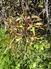 Eucalyptus conferruminata