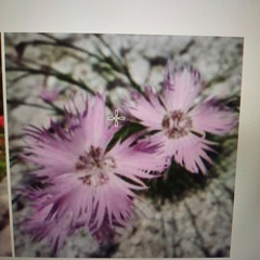 Dianthus plumarius plumarius